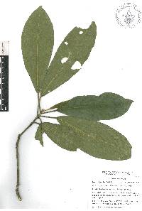 Croton rosarianus image