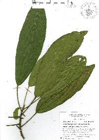 Croton rosarianus image