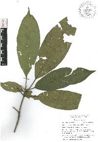 Croton rosarianus image