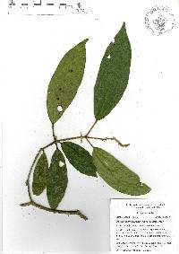 Croton rosarianus image