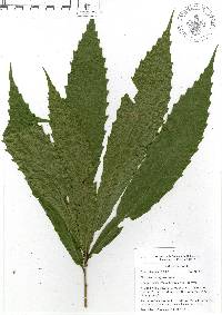 Quercus corrugata image