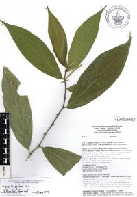 Piper hispidum image