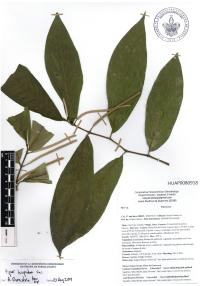 Piper hispidum image