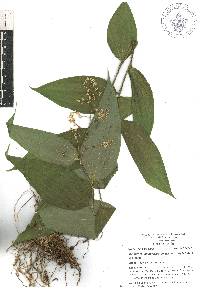 Maianthemum paniculatum image