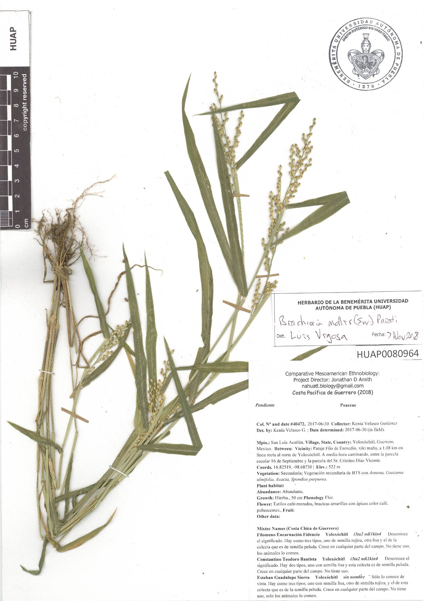 Urochloa mollis image