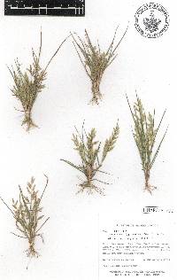 Eragrostis maypurensis image