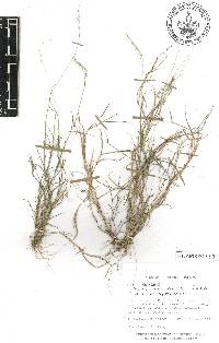 Muhlenbergia cenchroides image