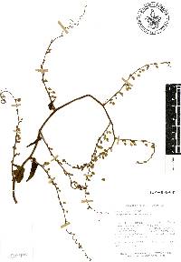 Antigonon flavescens image