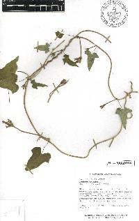 Ipomoea triloba image