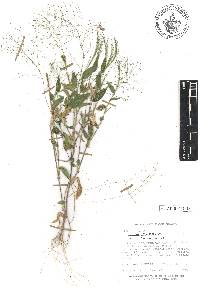 Panicum trichoides image