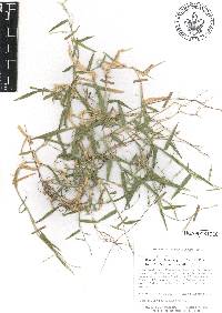 Urochloa distachya image