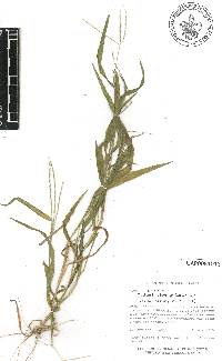 Digitaria bicornis image