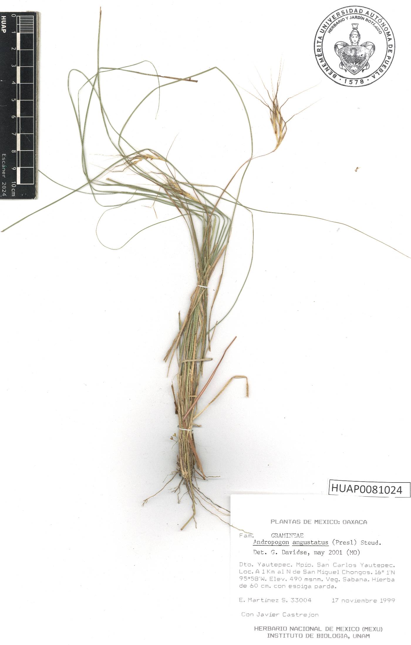 Andropogon angustatus image