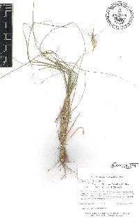 Andropogon angustatus image