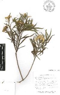 Baccharis salicifolia image