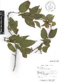 Colubrina triflora image