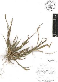 Paspalum convexum image