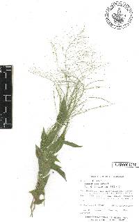 Panicum trichoides image