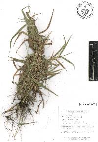 Digitaria horizontalis image