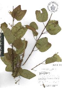 Bauhinia divaricata image