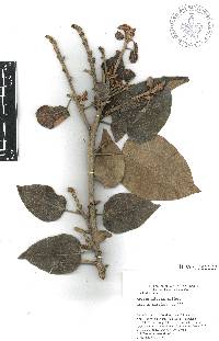 Croton arboreus image