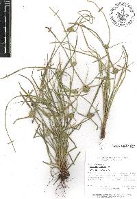 Cyperus humilis image