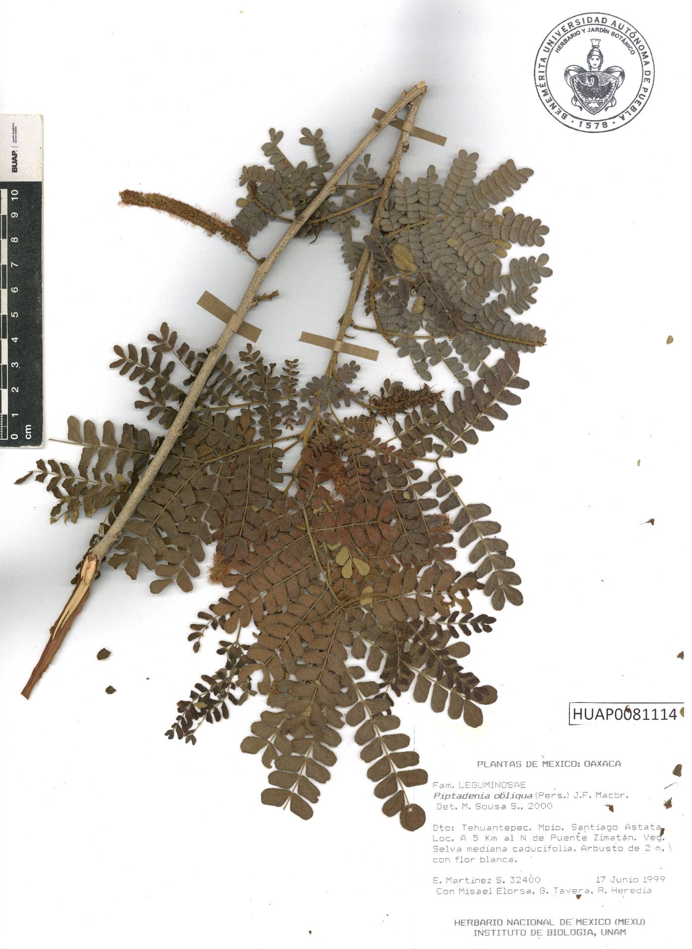 Piptadenia obliqua image