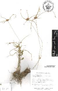 Cyperus tenerrimus image