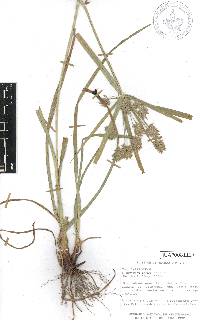 Cyperus ciliatus image