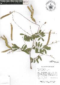 Tephrosia leiocarpa image