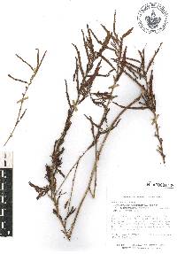 Chamaecrista nictitans var. jaliscensis image