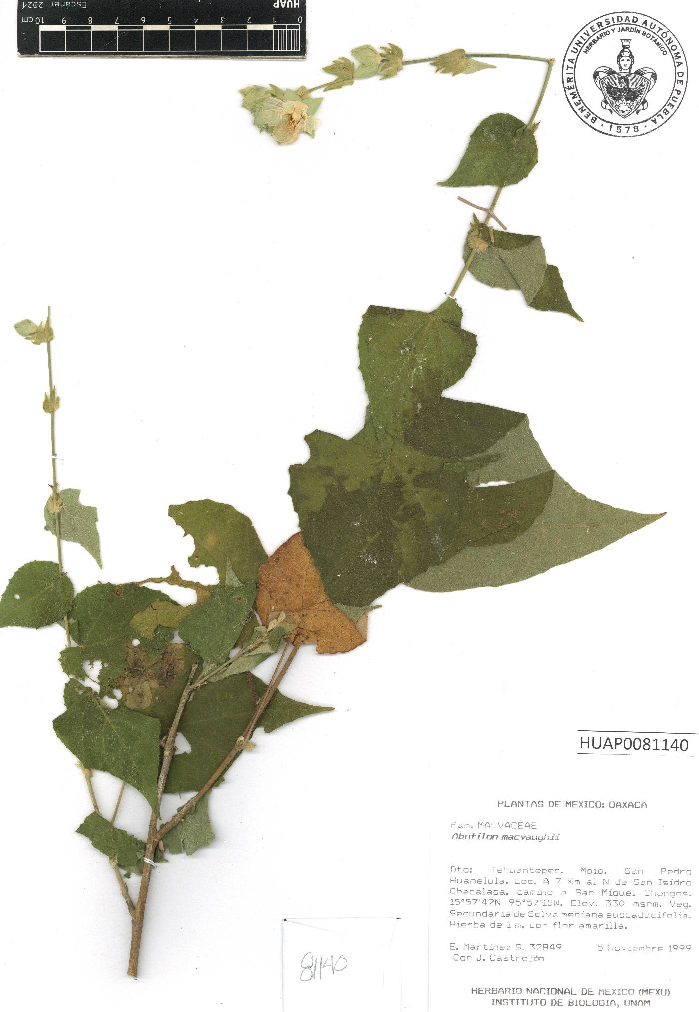 Abutilon macvaughii image