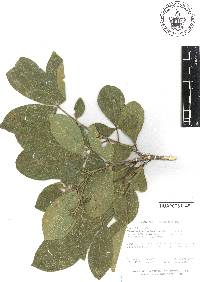 Esenbeckia berlandieri image