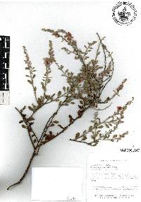 Krameria ixine image