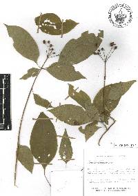 Hamelia rostrata image