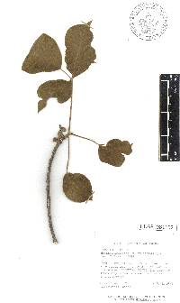 Bursera grandifolia image