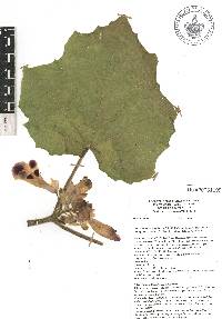 Martynia annua image