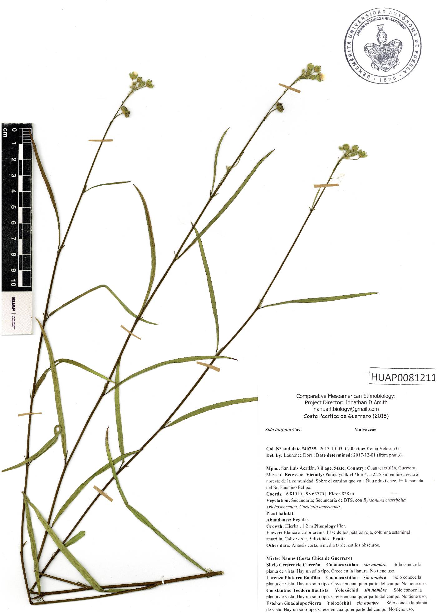 Sida linifolia image