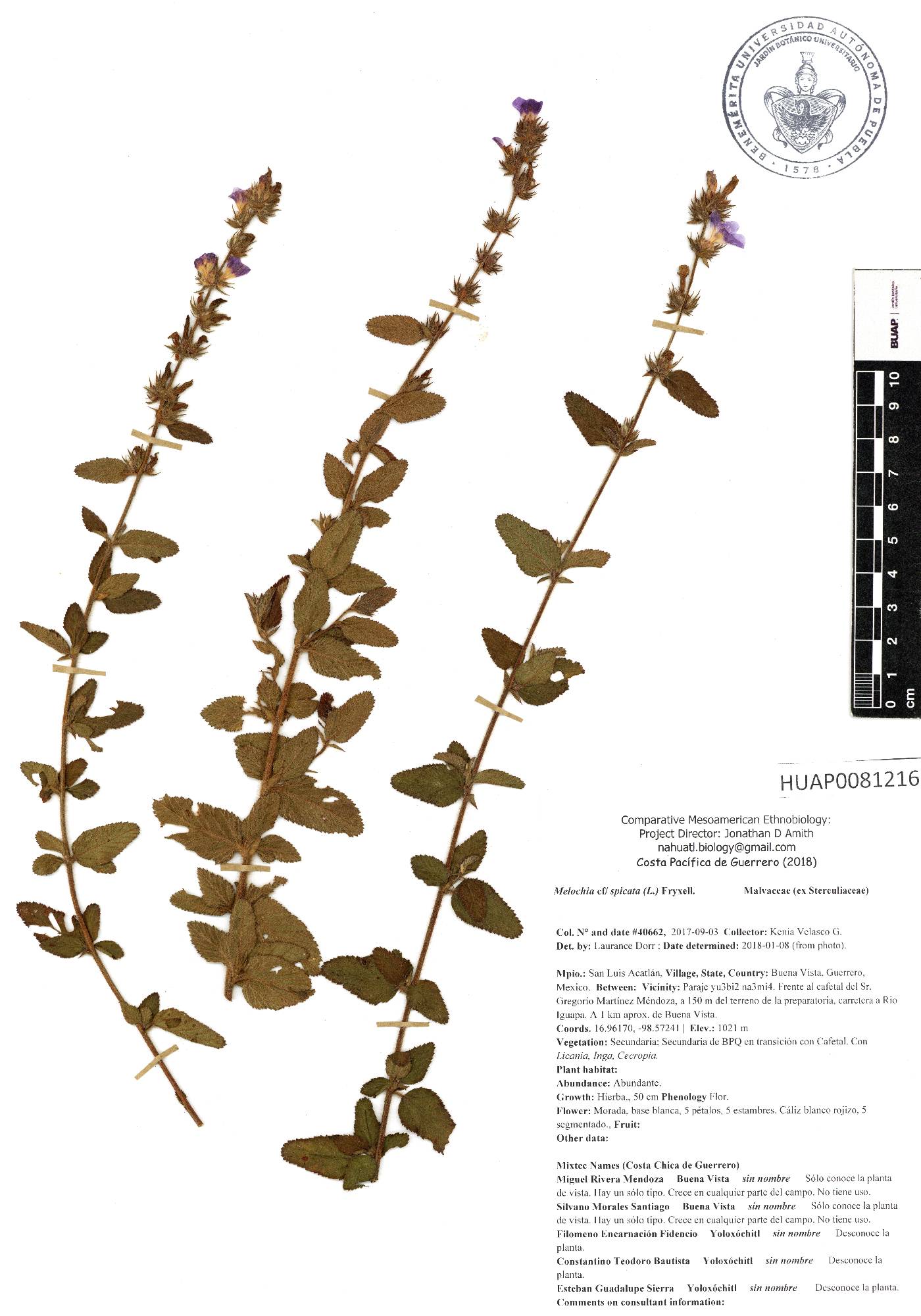 Melochia spicata image