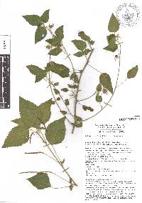 Acalypha arvensis image