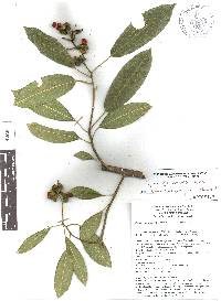 Sapium glandulosum image