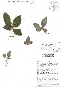 Phinaea multiflora image