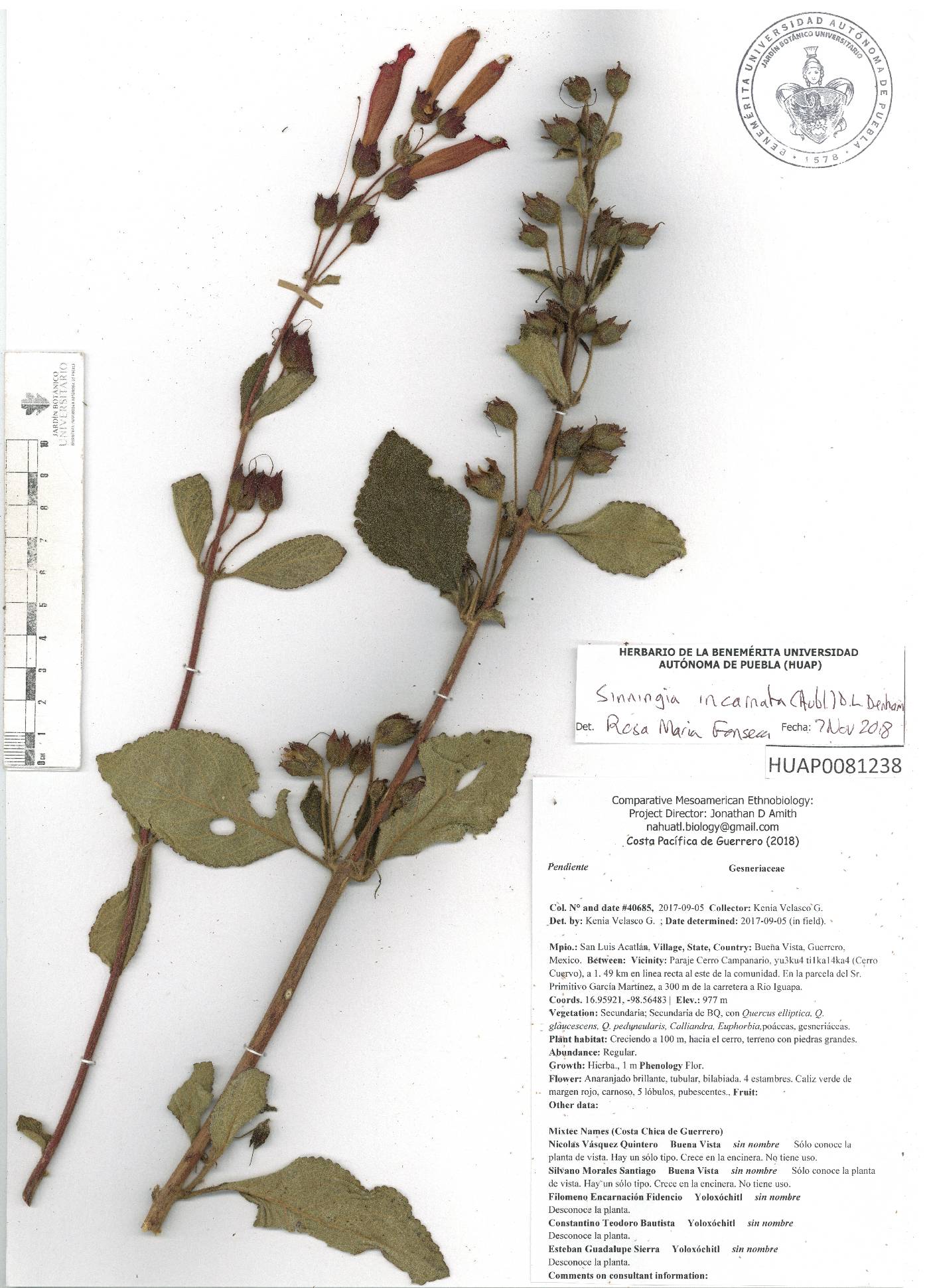 Sinningia incarnata image