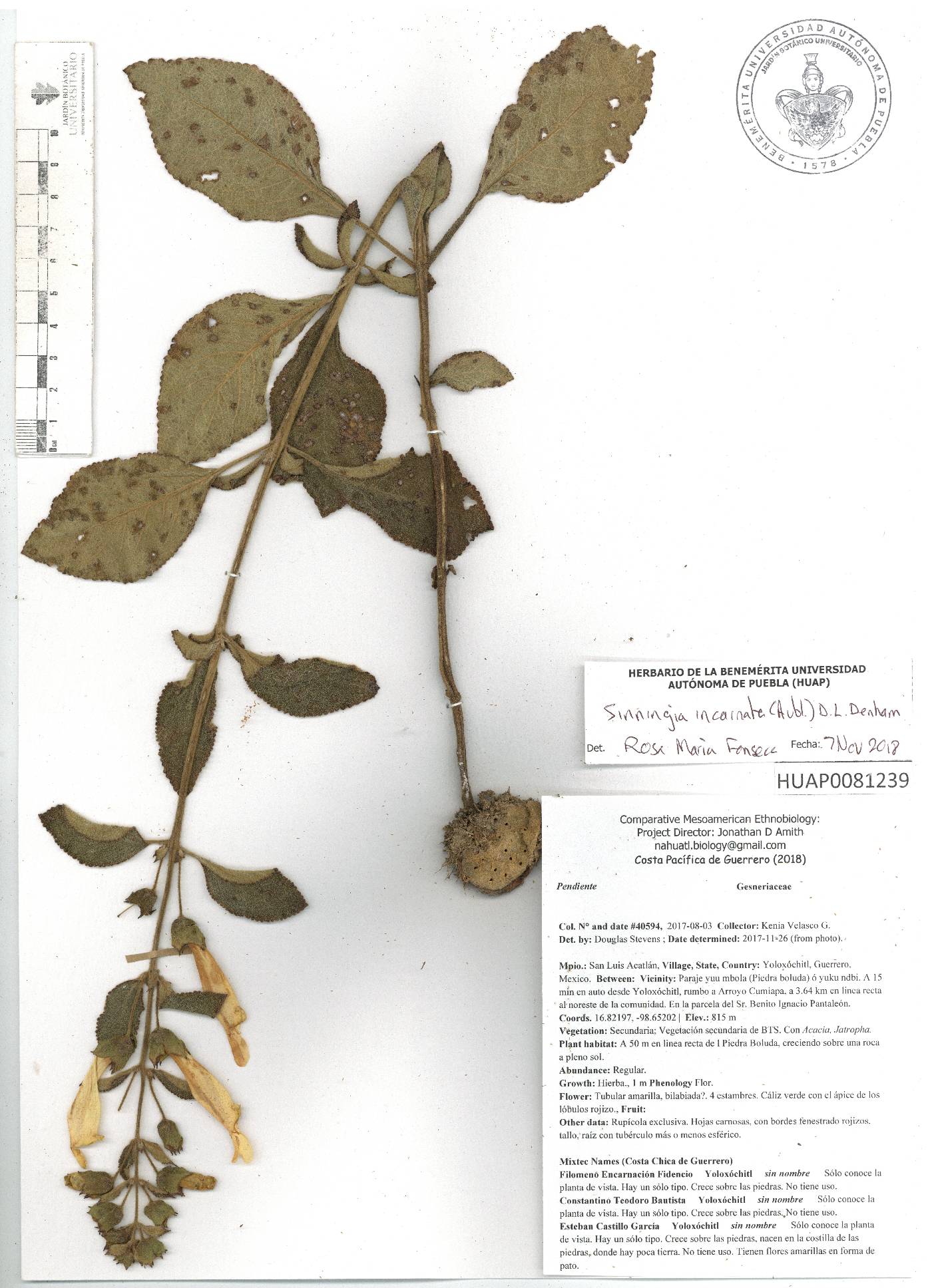 Sinningia incarnata image