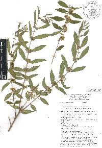 Adenaria floribunda image