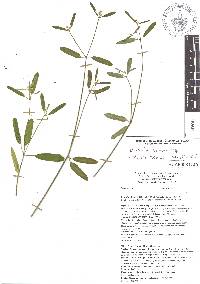 Euphorbia graminea image