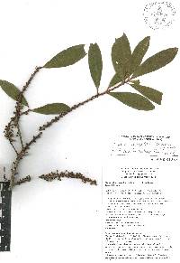 Myrsine coriacea image