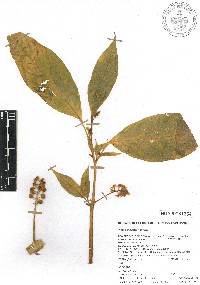 Phytolacca rugosa image