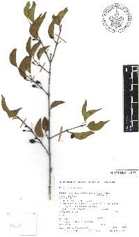 Exostema caribaeum image