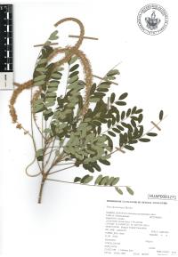 Alvaradoa amorphoides image